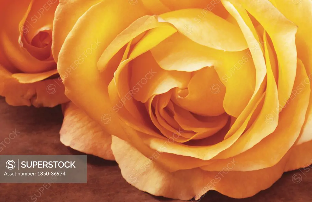 Rosa 'Dutch Gold', Rose