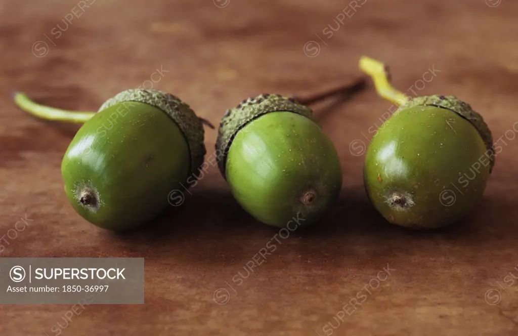 Quercus robur, Oak, Acorn