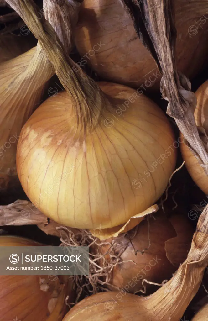 Allium cepa, Onion
