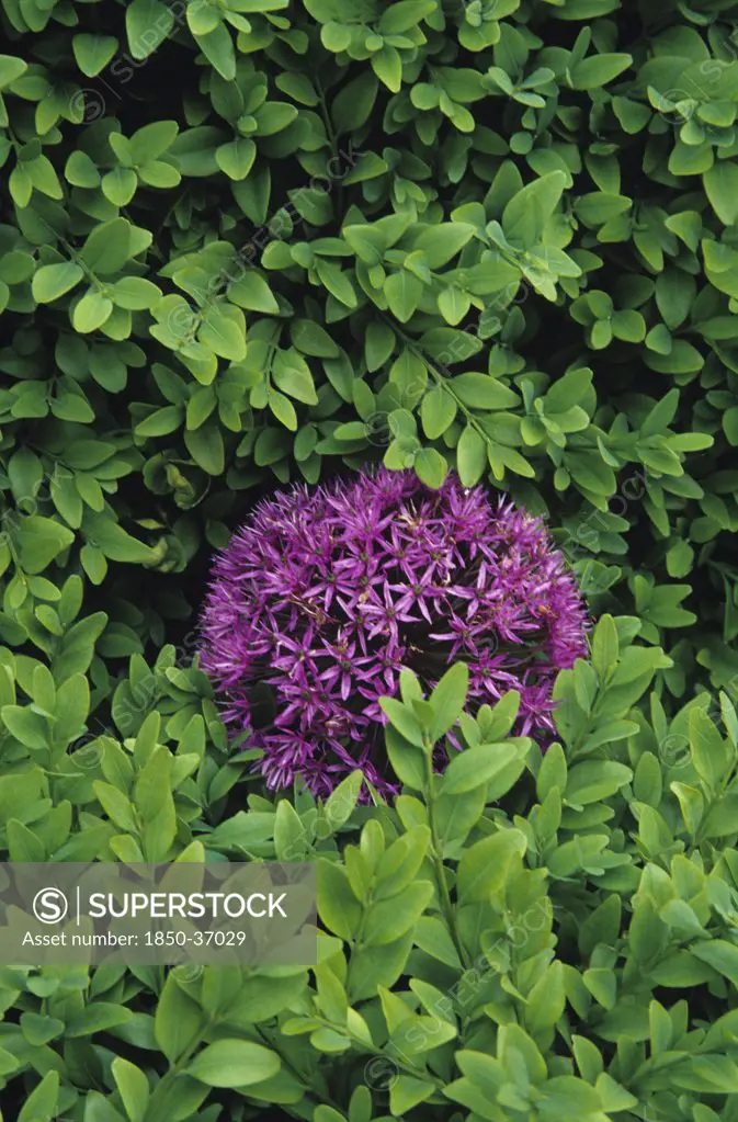 Allium Hollandicum 'Purple sensation', Allium