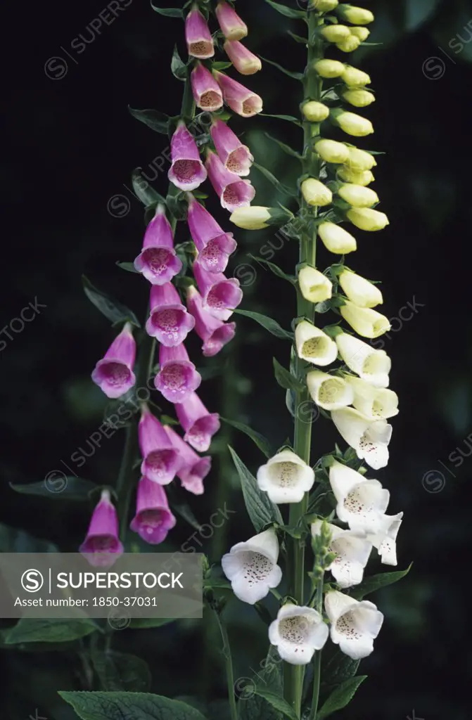 Digitalis purpurea albiflora, Foxglove