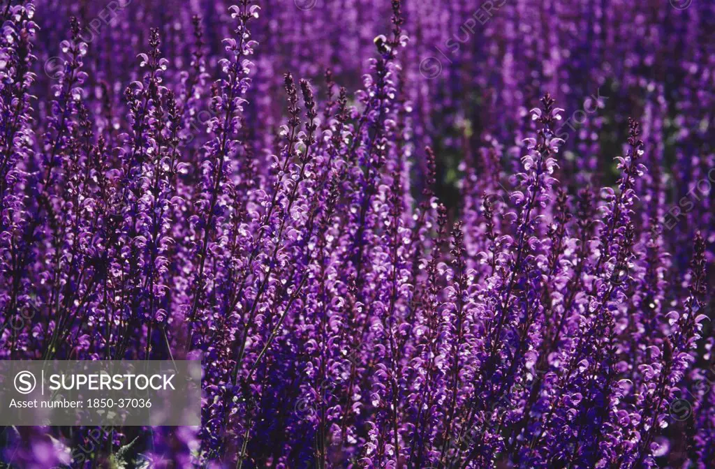 Salvia sylvestris 'May night', Salvia