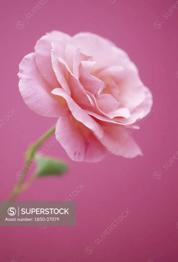 Rosa 'Sexy Rexy', Rose