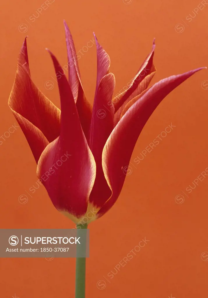 Tulipa 'Queen of Sheba', Tulip