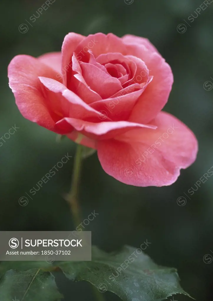 Rosa 'Bedfranc', Rose