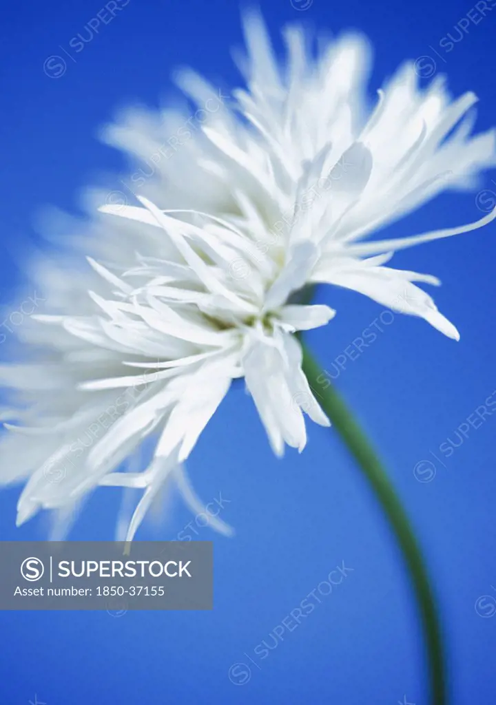 Leucanthemum x superbum, Daisy, Shasta daisy