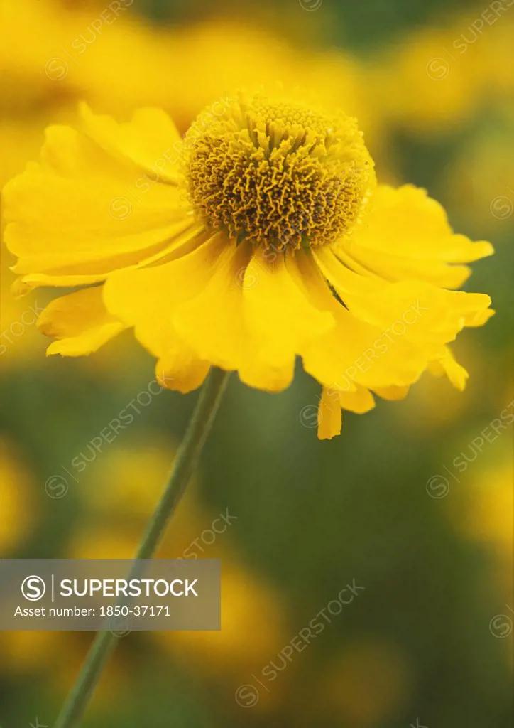 Helenium 'Sonnenwunder', Helen's flower, Sneezeweed