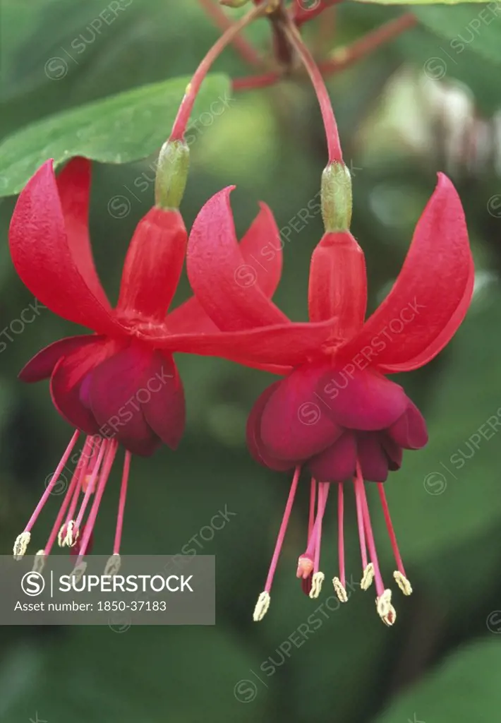 Fuchsia 'Santa Cruz', Fuchsia