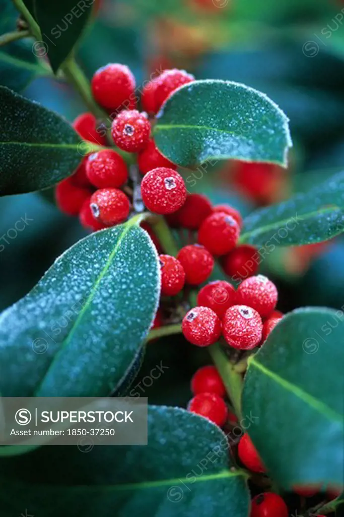 Ilex x altaclerensis, Holly