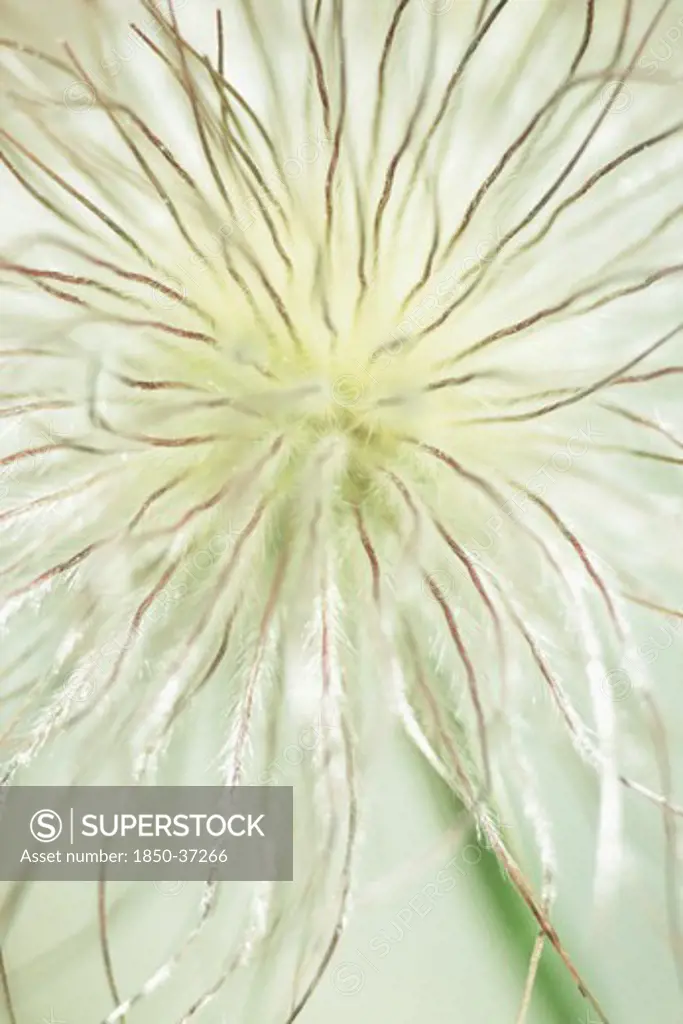 Pulsatilla alpina, Pasque flower