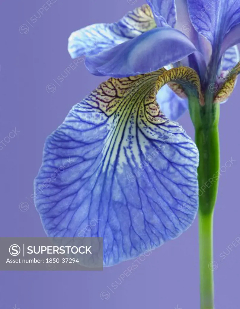 Iris sibirica 'Sparkling rose', Iris