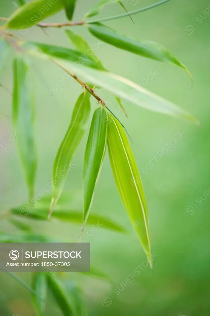 Phyllostachys bambusoides 'Castillonii', Bamboo
