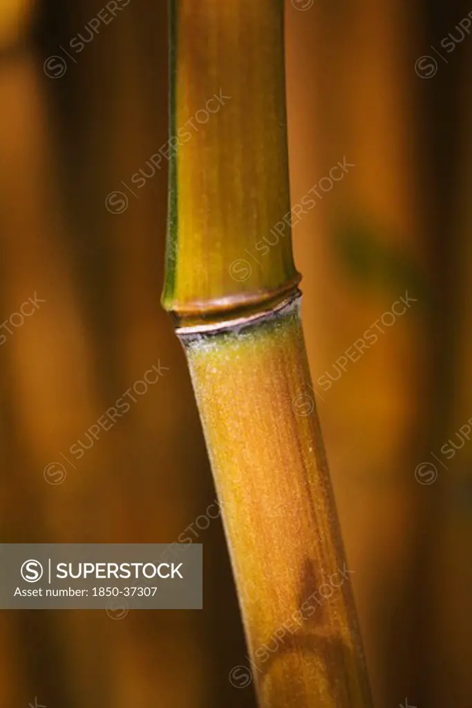 Phyllostachys aureosulcata, Bamboo