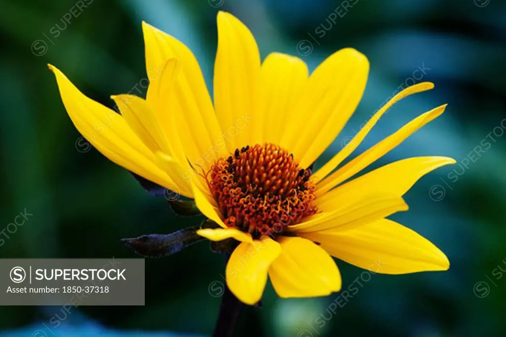 Helianthus salicifolius, Sunflower