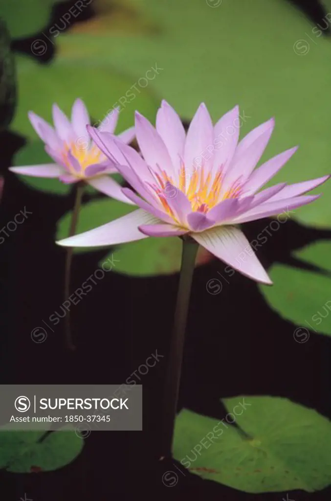 Nymphaea capensis 'Cape Blue', Water lily, Blue Lotus