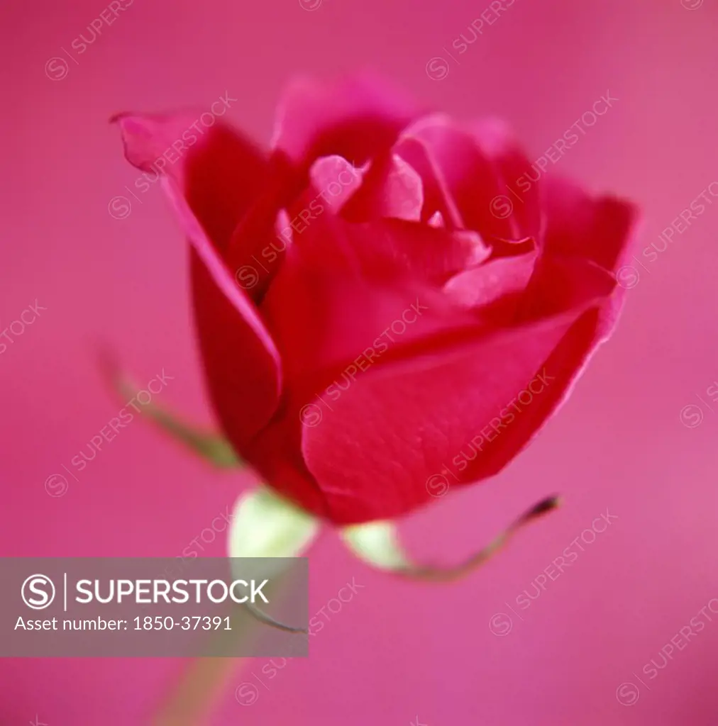 Rosa, Rose