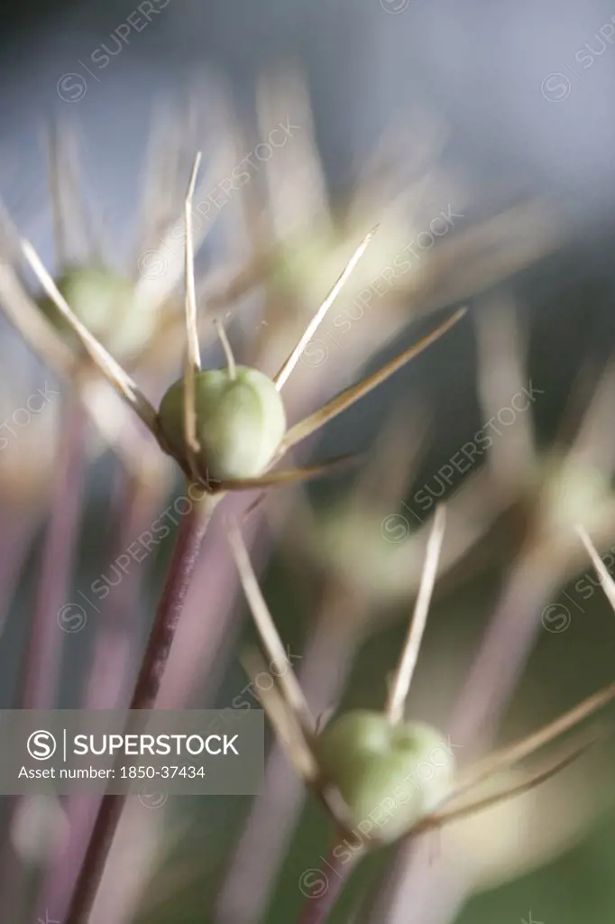 Allium cristophii, Allium