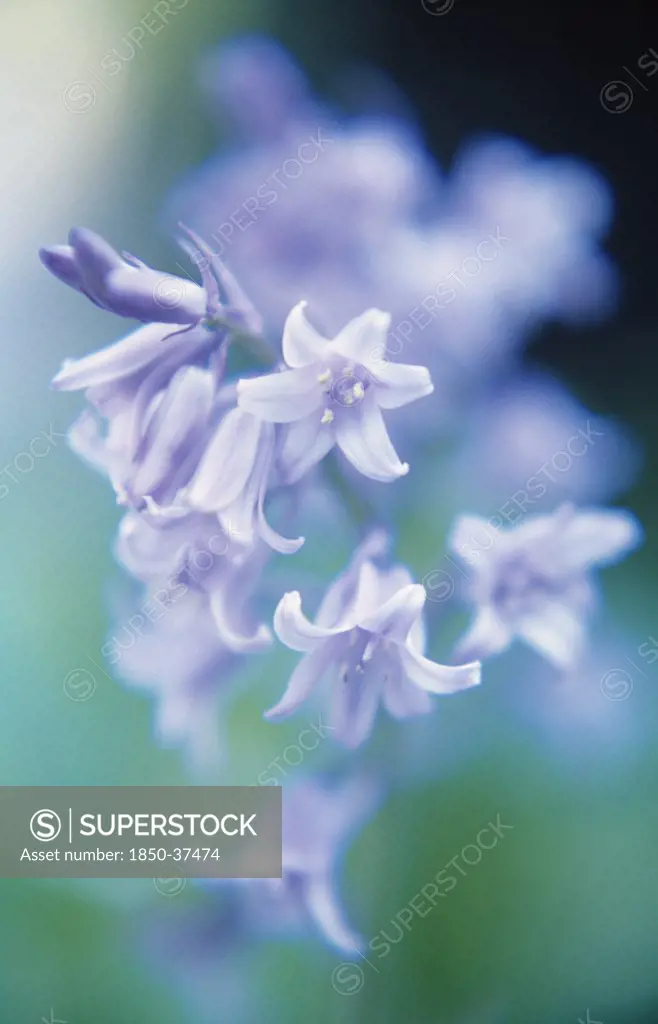 Hyacinthoides, Bluebell
