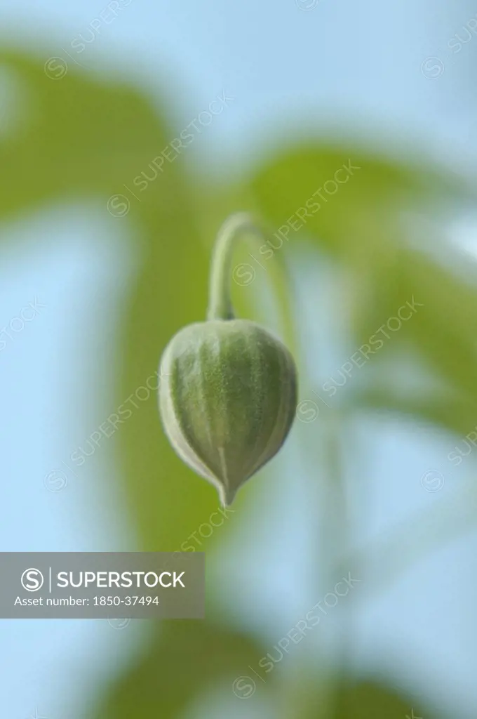 Abutilon x hybridum, Abutilon