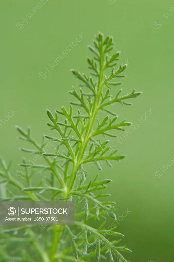 Achillea millefolium, Yarrow