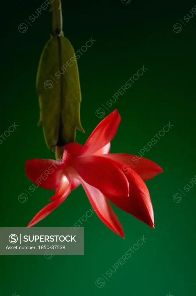 Schlumbergera, Christmas cactus