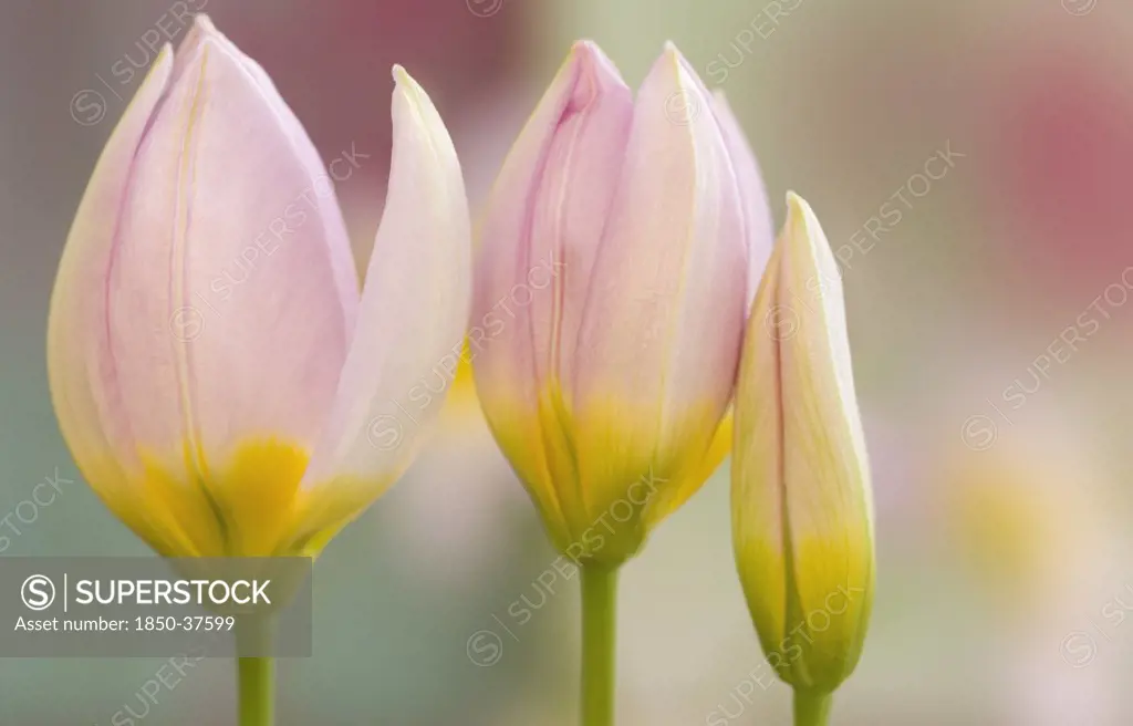 Tulipa 'Lilac wonder', Tulip