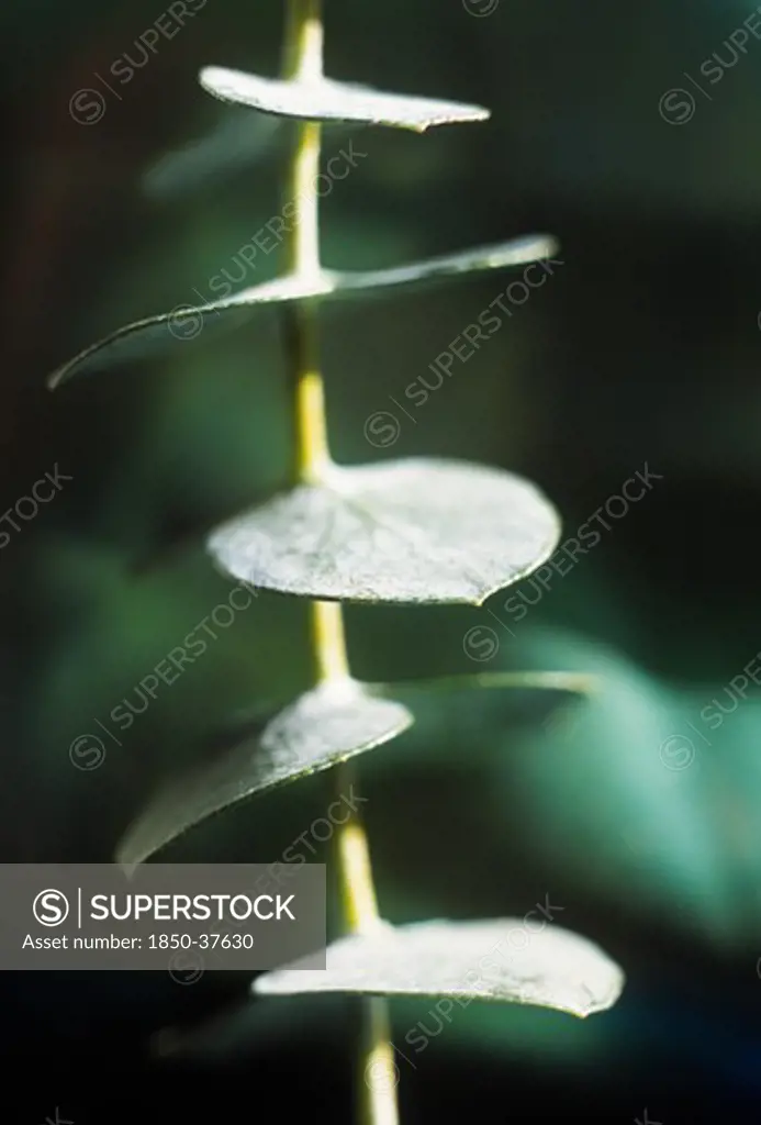 Eucalyptus, Eucalyptus