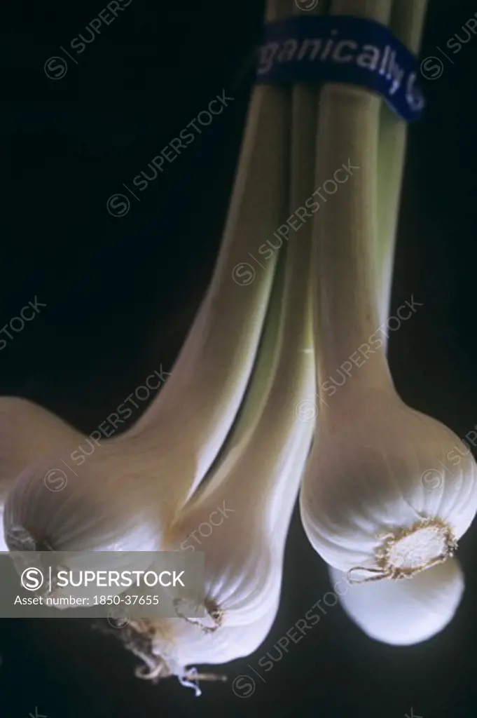 Allium cepa, Onion, Spring onion