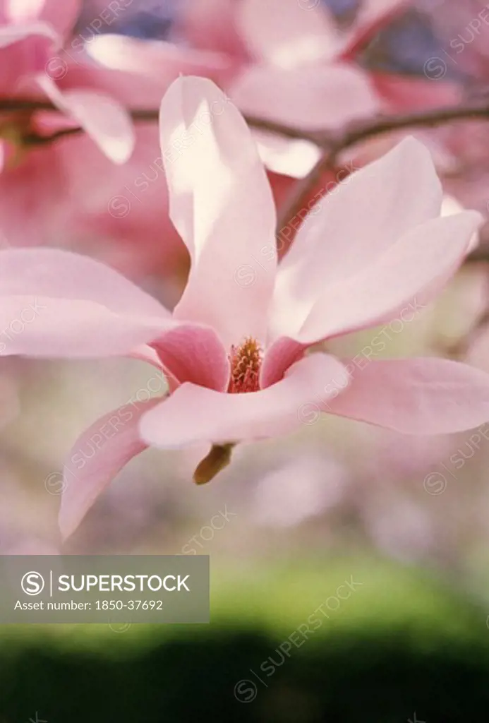 Magnolia, Magnolia