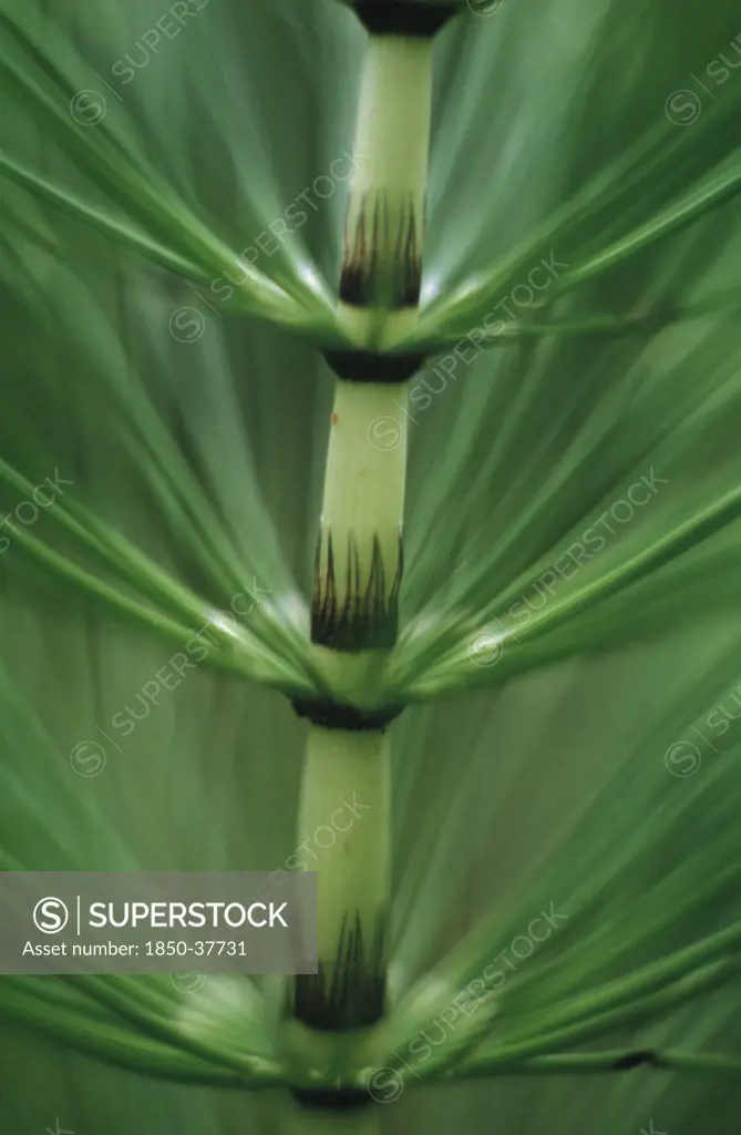 Equisetum arvense, Horsetail, Field horsetail