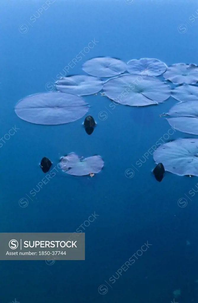 Nymphaea, Water lily