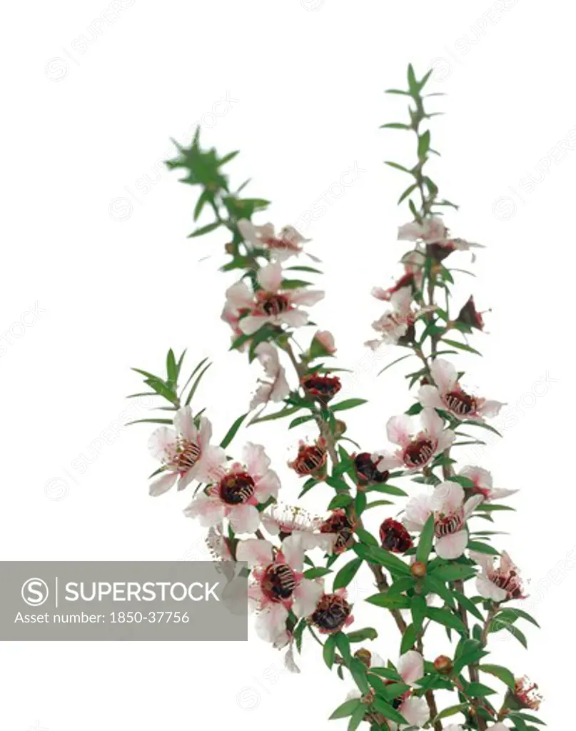 Melaleuca alternifolia, Tea tree