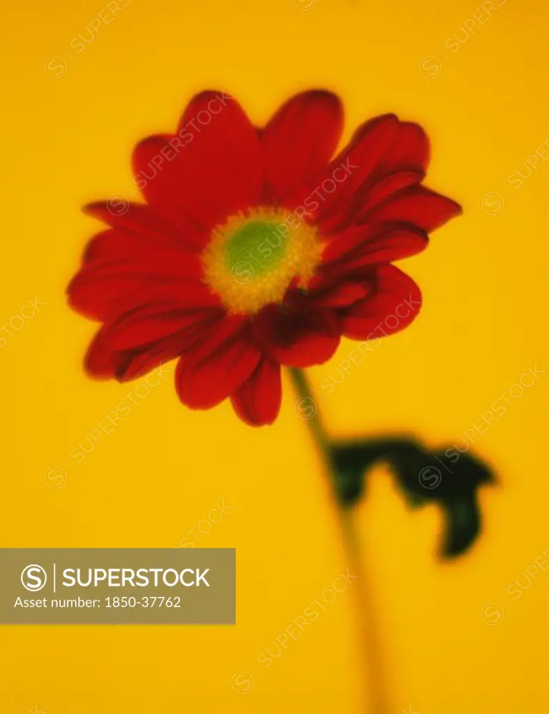 Chrysanthemum, Daisy, Chrysanthemum