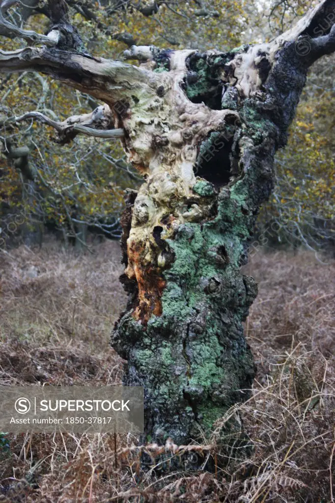 Quercus, Oak