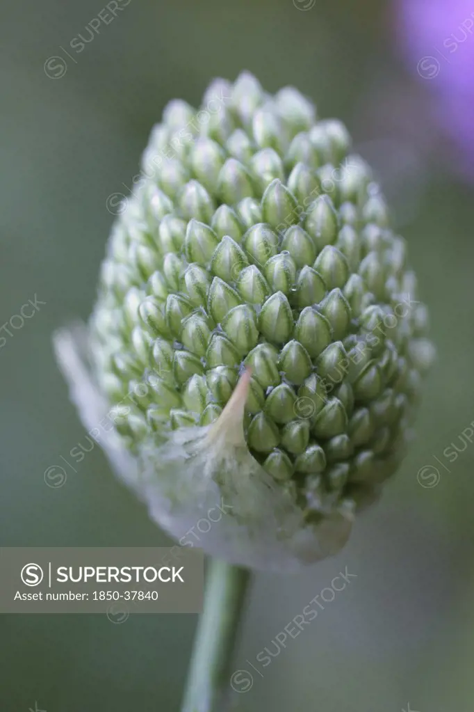 Allium sphaerocephalon, Allium