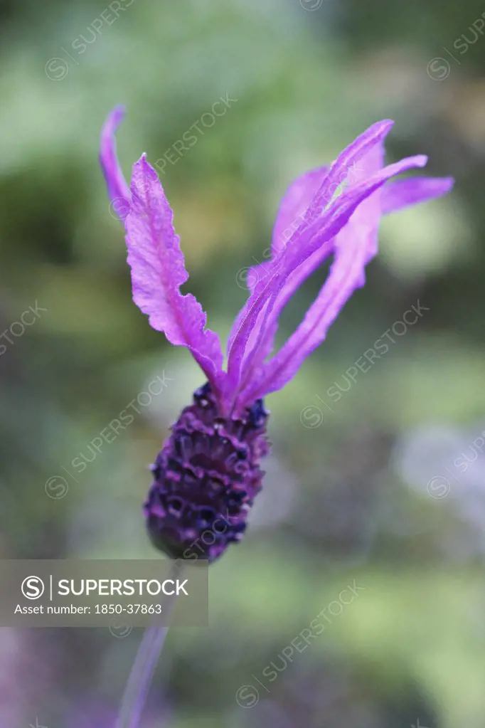Lavandula stoechas 'Papillon', Lavender