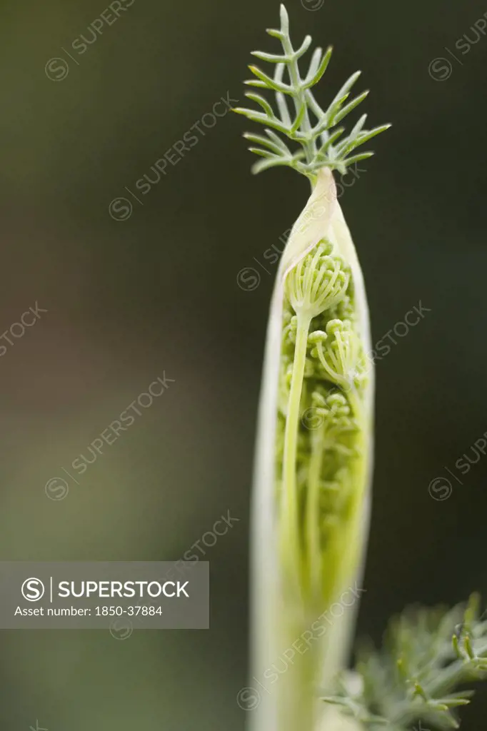 Foeniculum vulgare, Fennel