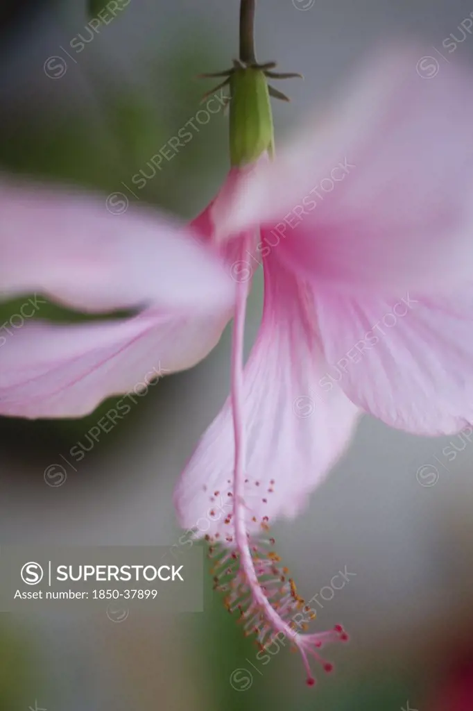 Hibiscus rosa-sinensis, Hibiscus