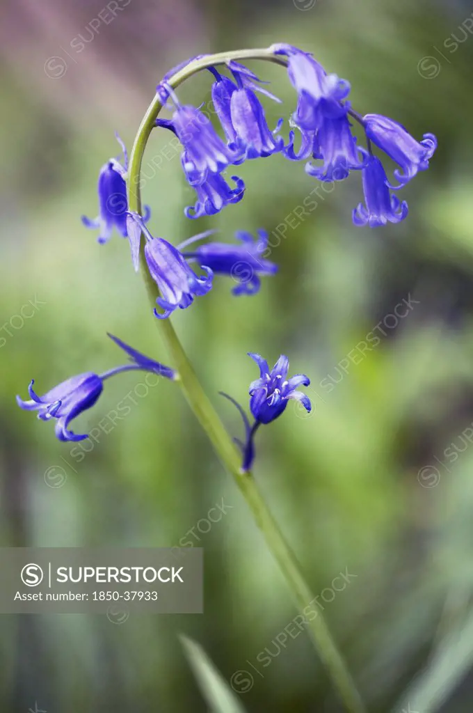 Hyacinthoides non-scripta, Bluebell, English bluebell