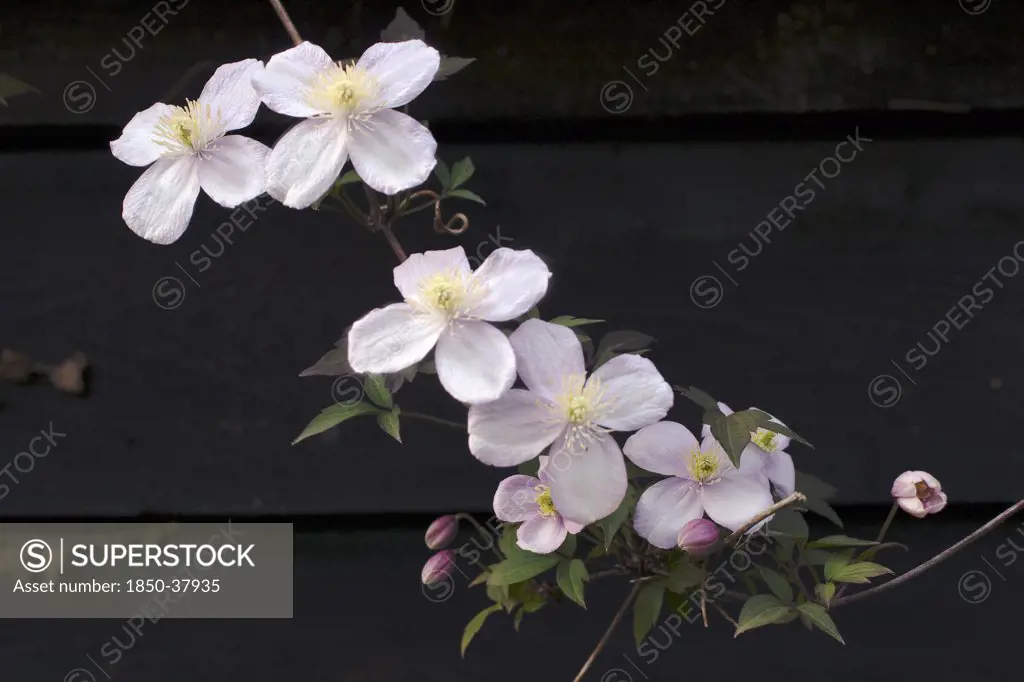 Clematis montana 'Elizabeth', Clematis