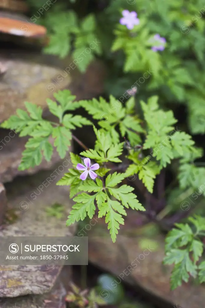 Geranium robertianum, Herb robert