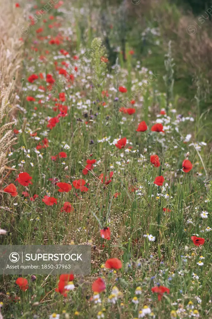 Papaver rhoeas, Poppy field