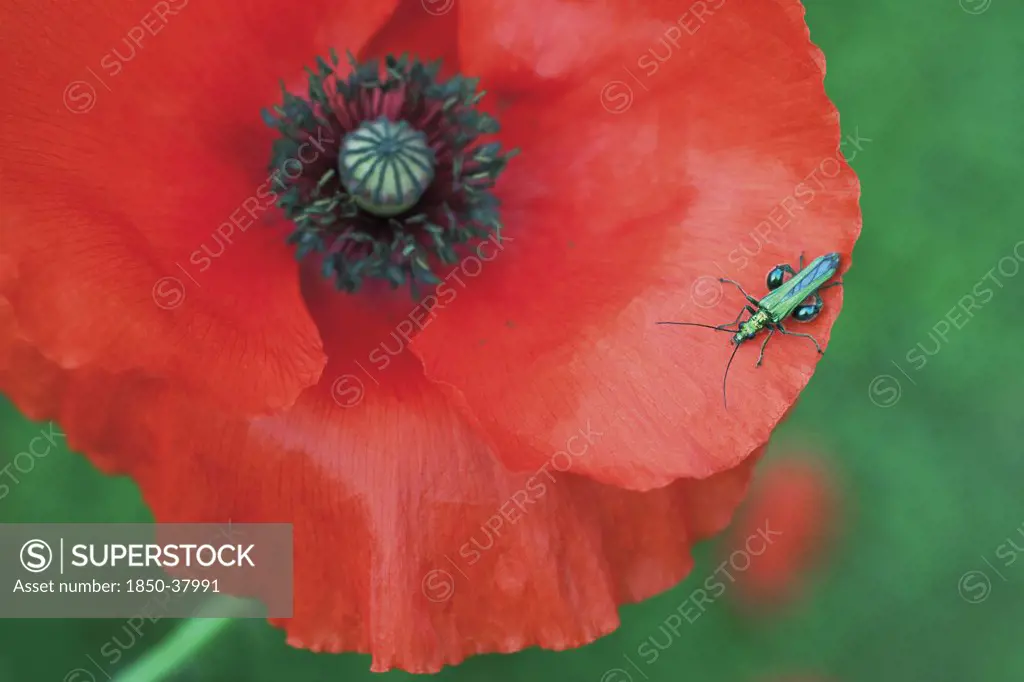 Papaver rhoeas, Poppy