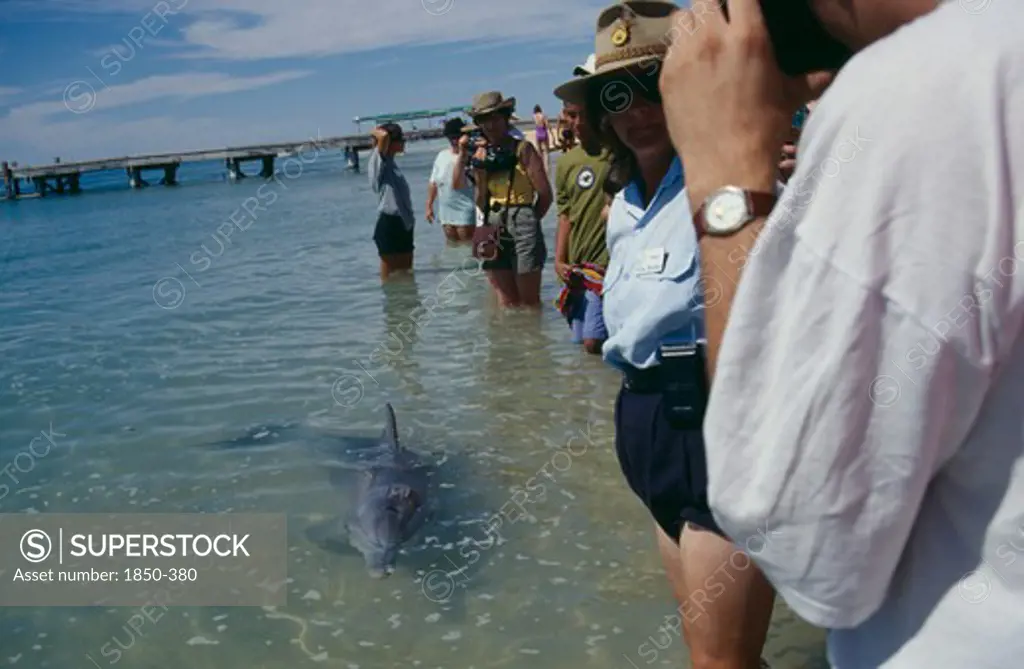 Australia, Western Australia, 'Monkey Mia, Dolphins Near Shoreline With People Wading.'