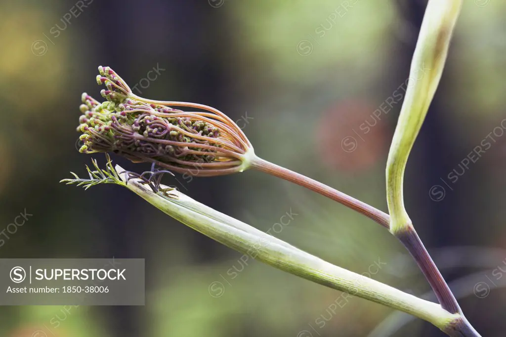Foeniculum vulgare 'Purpureum', Fennel, Bronze fennel