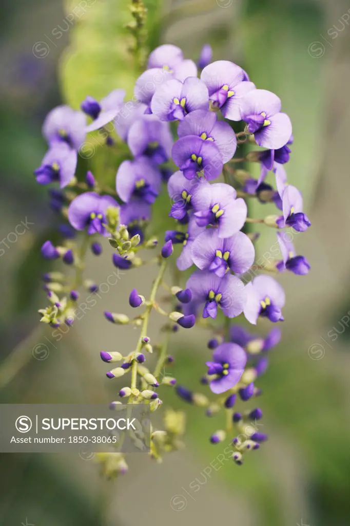 Hardenbergia violacea, Sarsaparilla, Australian