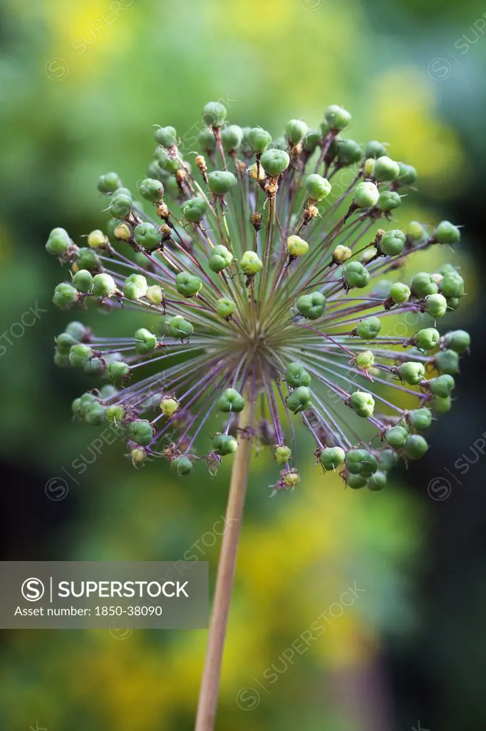 Allium 'Globemaster', Allium