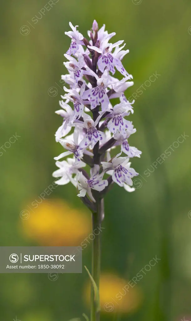 Dactylorhiza fuchsii, Orchid, Common spotted orchid