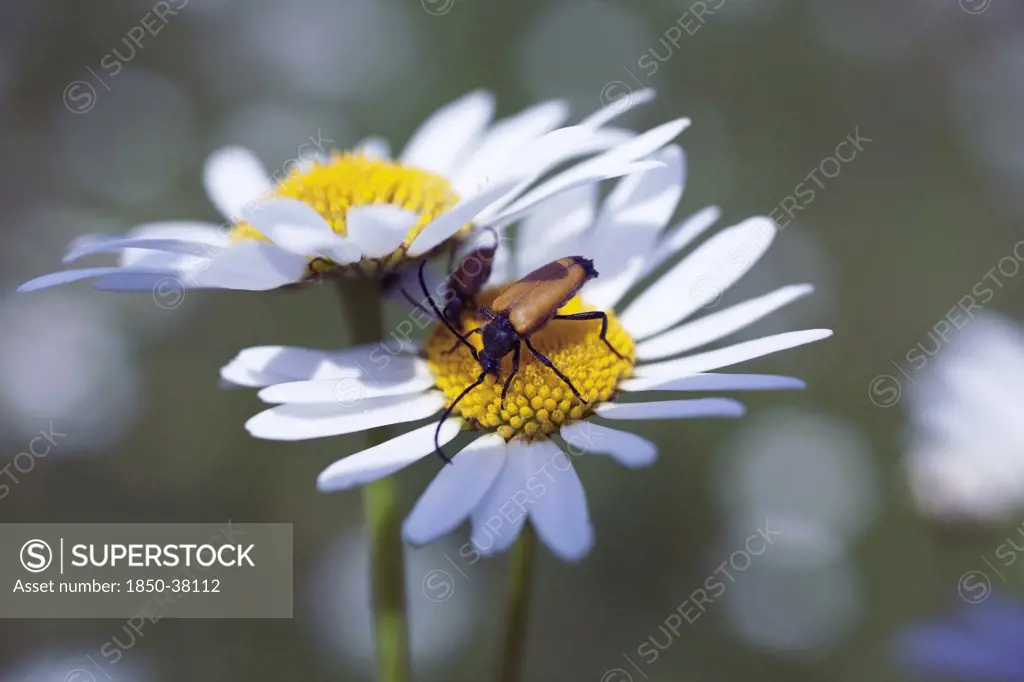 Leucanthemum vulgare, Daisy, Ox-eye daisy
