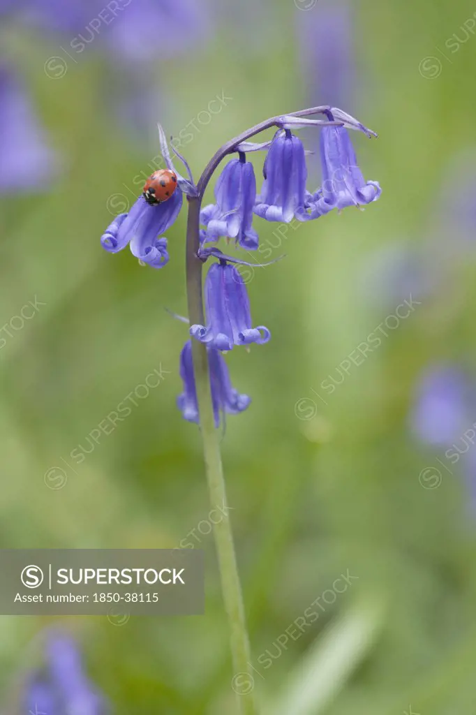 Hyacinthoides non-scripta, Bluebell, English bluebell